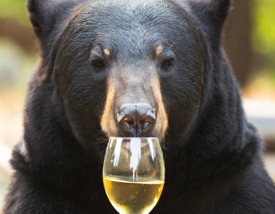 winebear.jpg