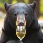 winebear.jpg